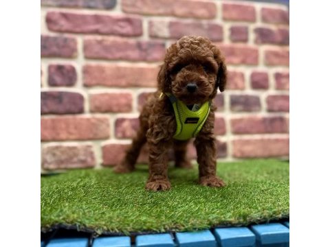 Sevimli toy poodle yavrularımız