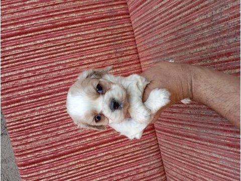 Cavalier king charles bebişler