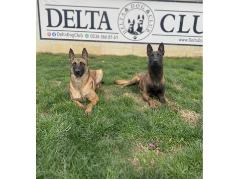 Süper belçika malinois yavruları ırk garantili