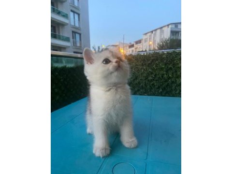 British shorthair silver point