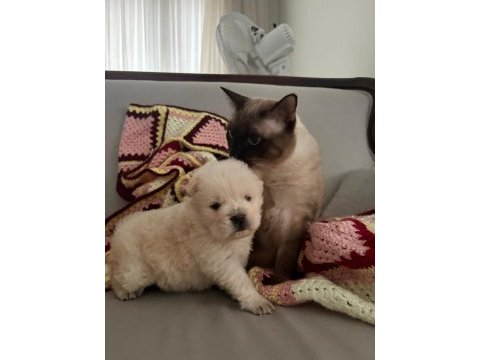 Fawn nadir renk chow chow