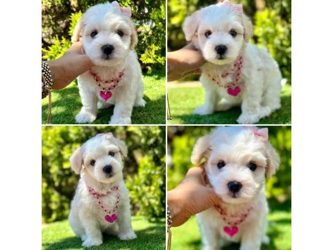 Irk ve sağlık garantili maltese terrier bebekler