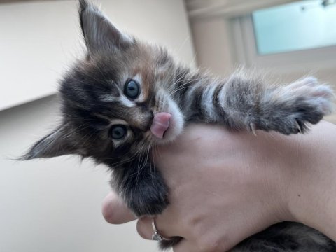 2 aylık dev maine coon