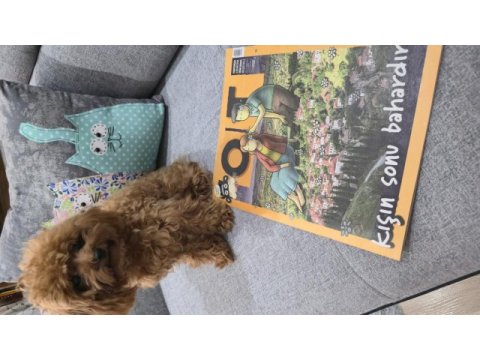 Teacup poodle kızımız