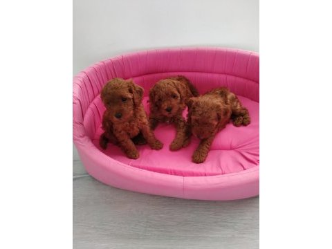 Redbrown toy poodle yavrularımızı canlı görün