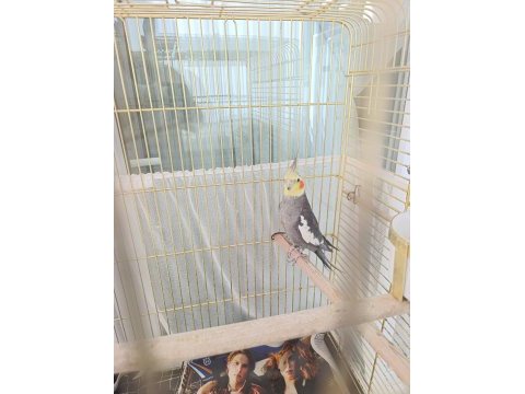 Jumbo orijinal damızlık 2 yaşında sultan papağanı