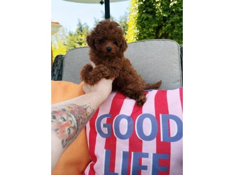 Ankaranın en güzel kore toy poodle yavruları