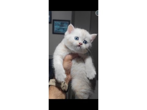 British shorthair kedimiz