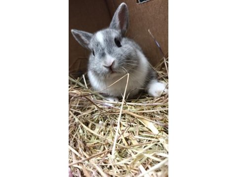 Holanda lop mini lop cüce tavşanlar gönderim var