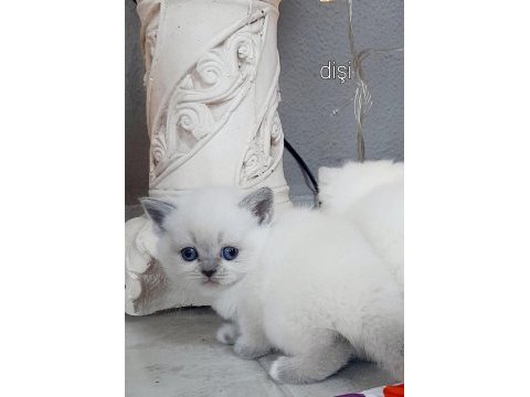 British shorthair bebek kedimiz