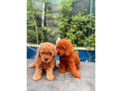 Red brown toy poodle yavrularımız