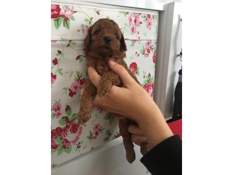 Irk ve sağlık garantili toy poodle