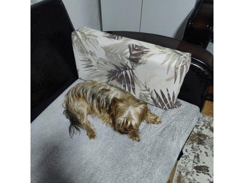 58 günlük 3 erkek yorkshire terrier yavrularımız