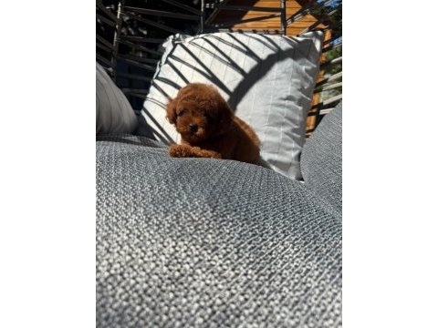 Orijinal safkan toy poodle yavrularımız