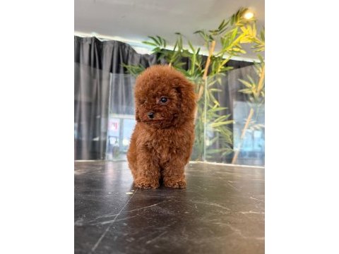 Orjinal toy poodle yavruları 