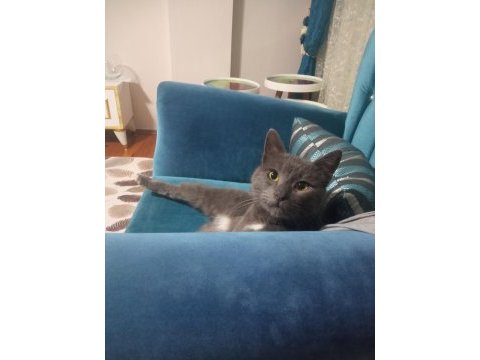 Eğitimli ev kedisi