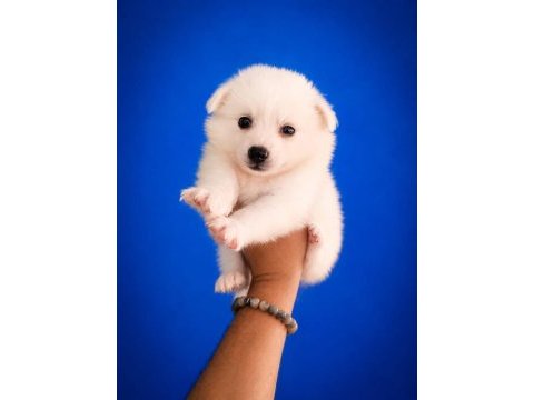 Beyaz pomeranian spitz yavrumuz