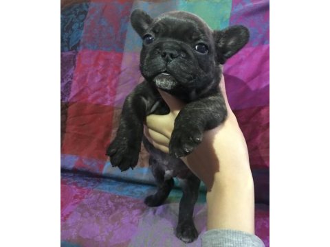 Orjinal a kalite french bulldog