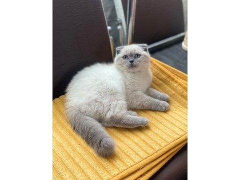Kalbinizi çalmaya hazır mavi gözlü bir scottish fold