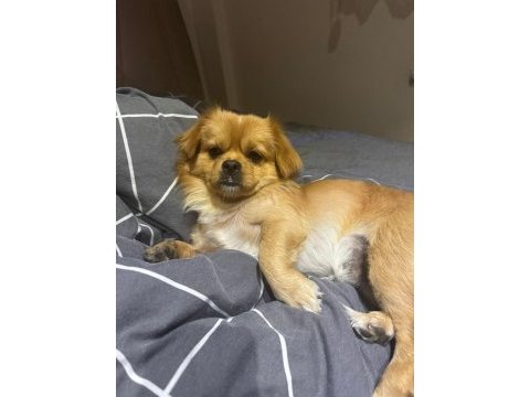 Pekinez köpeğim