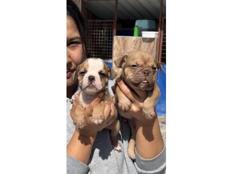 İngiliz buldog sevimli yavrular 