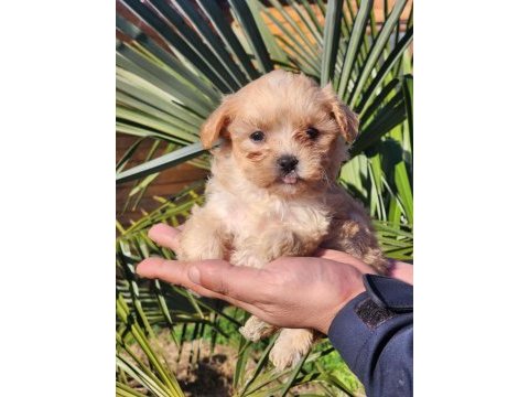 Kore maltipoo yavrular