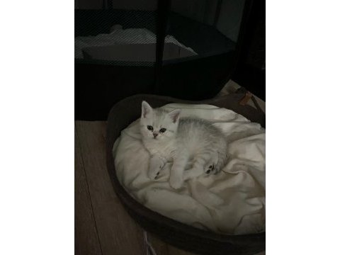 Harika british shorthair yavrularımız yeni yuvasını bekliyor
