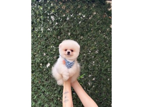 Ayıcık surat pomeranian boo bebekler