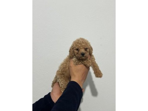 2 dişi ve 1 erkek toy poodle yavrularımız