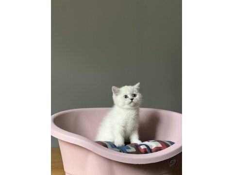 Brıtısh shorthair sılver yavrularım 