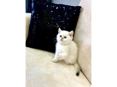 A kalite safkan british shorthair goldenpoint dişi