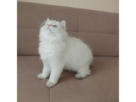 British longhair erkek