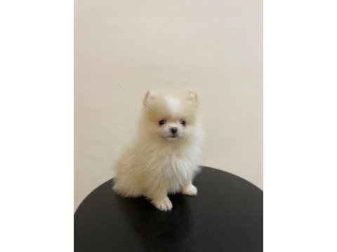 Erkek dişi pomeranian yavrular