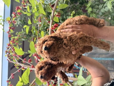 Toy poodle red yavrular