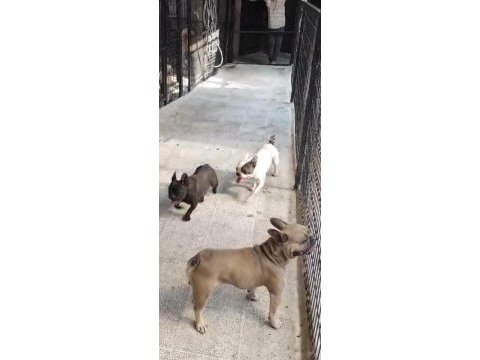 Çok uygun şartlarda 3 yaş fransız bulldog