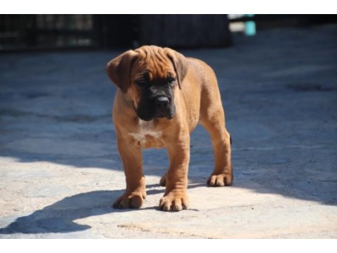 Fcı-kıf secereli safkan cane corso yavrular (fawn)