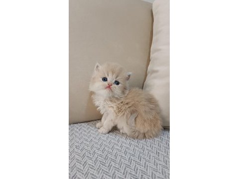 Özel renk chocolate golden british longhair