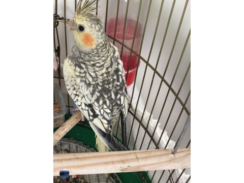 Sultan papağanı 3 aylık kuşumuz