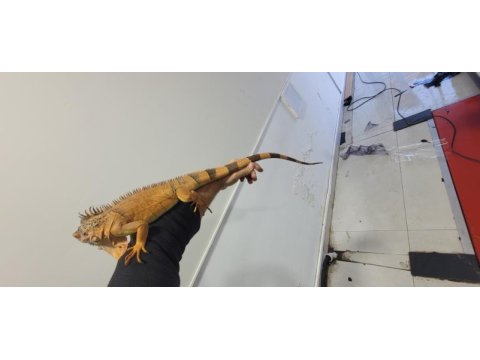 Kırmızı iguana çipli