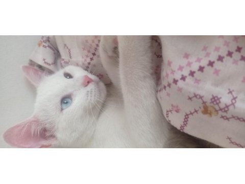 Çiftleştirme 11 aylık van kedisi