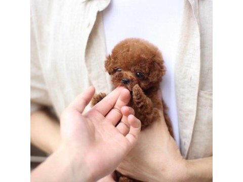 Özenle yetiştirilmiş safkan teacup poodle yavrular