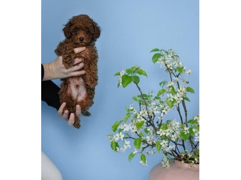 Koyu renk toy poodle yavruları