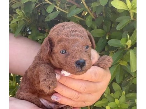 İzmir bornova toy poodle