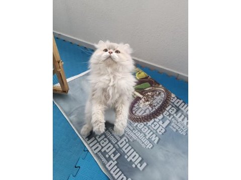 Eşleme/sahiplenme, orijinal, saf ırk bir baba kedimiz