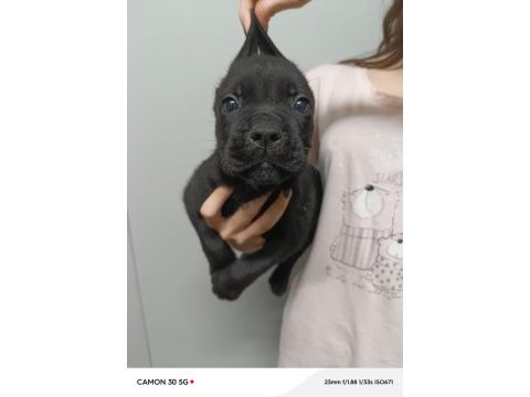 Cane corso yavrular ırk garantili