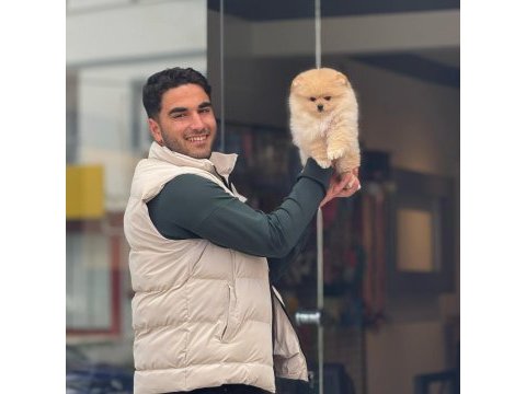 Yavru pomeranian bebek köpeklerimiz