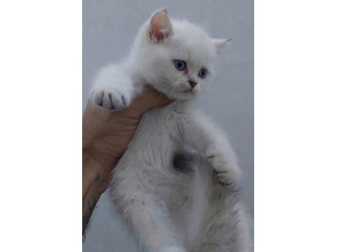Safkan british shorthair