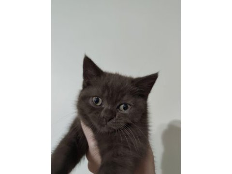 British shorthair yavru erkek