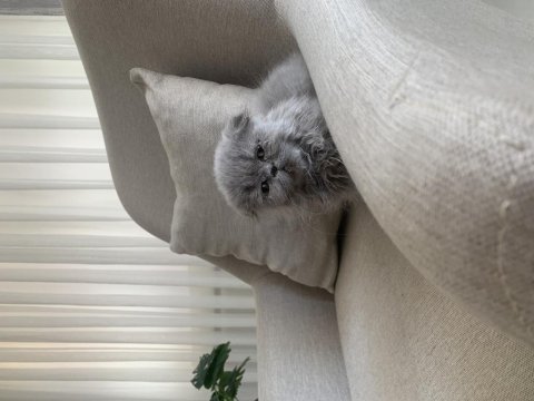 Scottish fold için açıklamayı okuyun