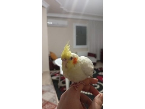 Evcıl 2 buçuk aylık sultan papağanı